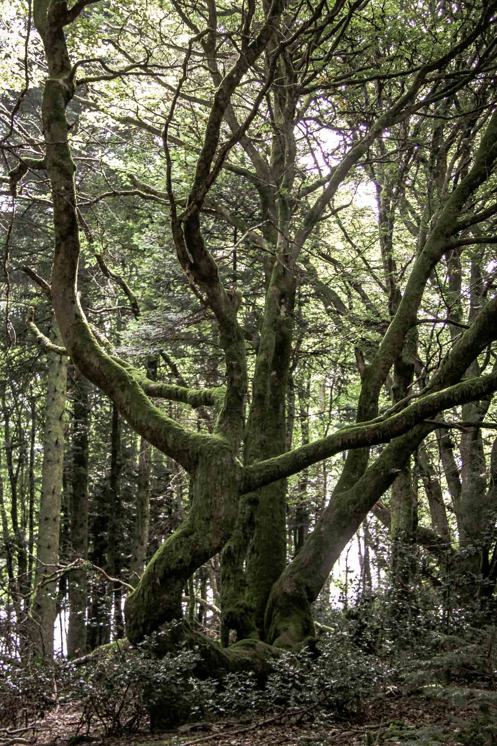 Paysages du Morvan : Forêt du mont Beuvray