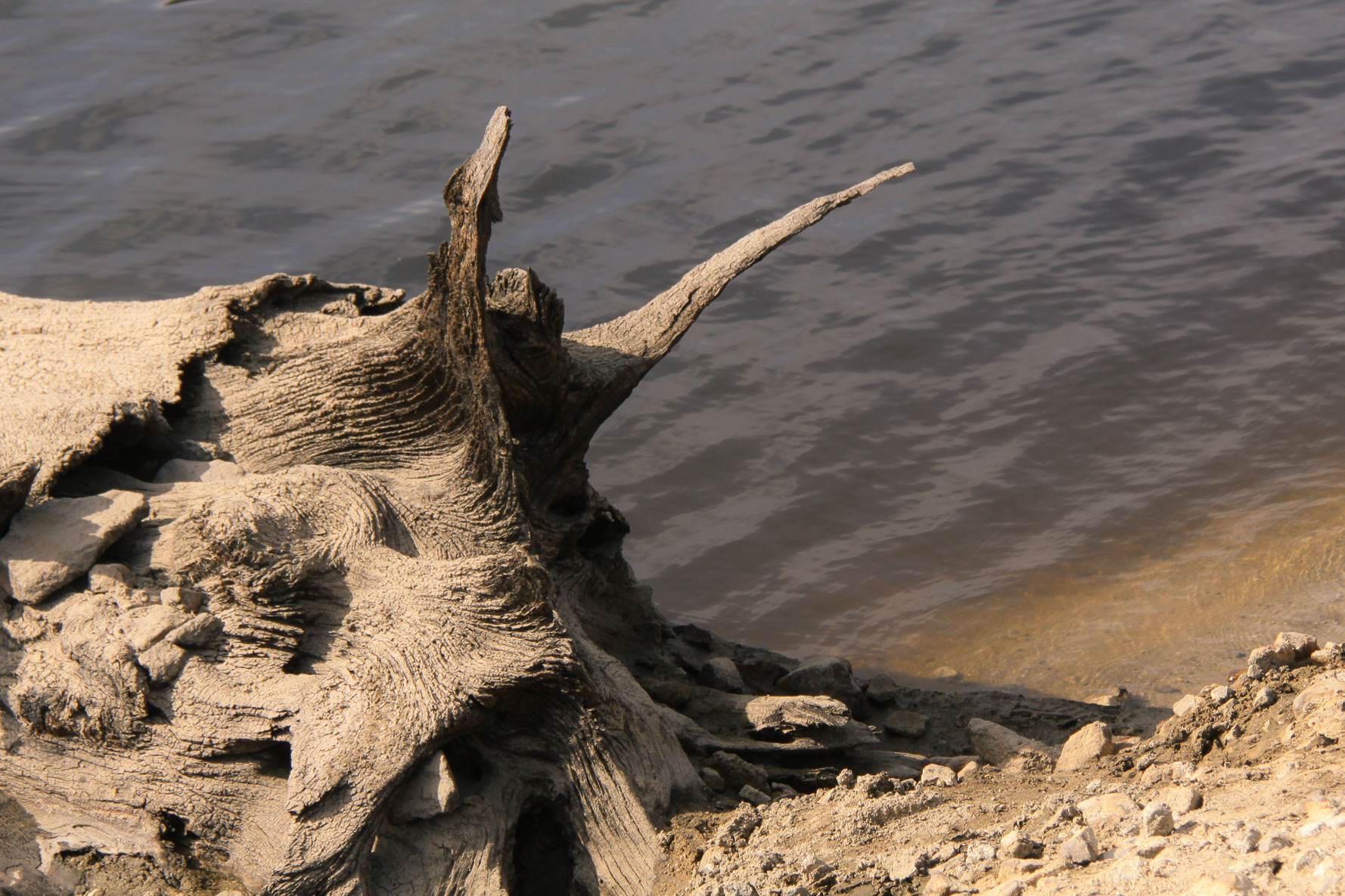 Monstre de bois au lac du Crescent