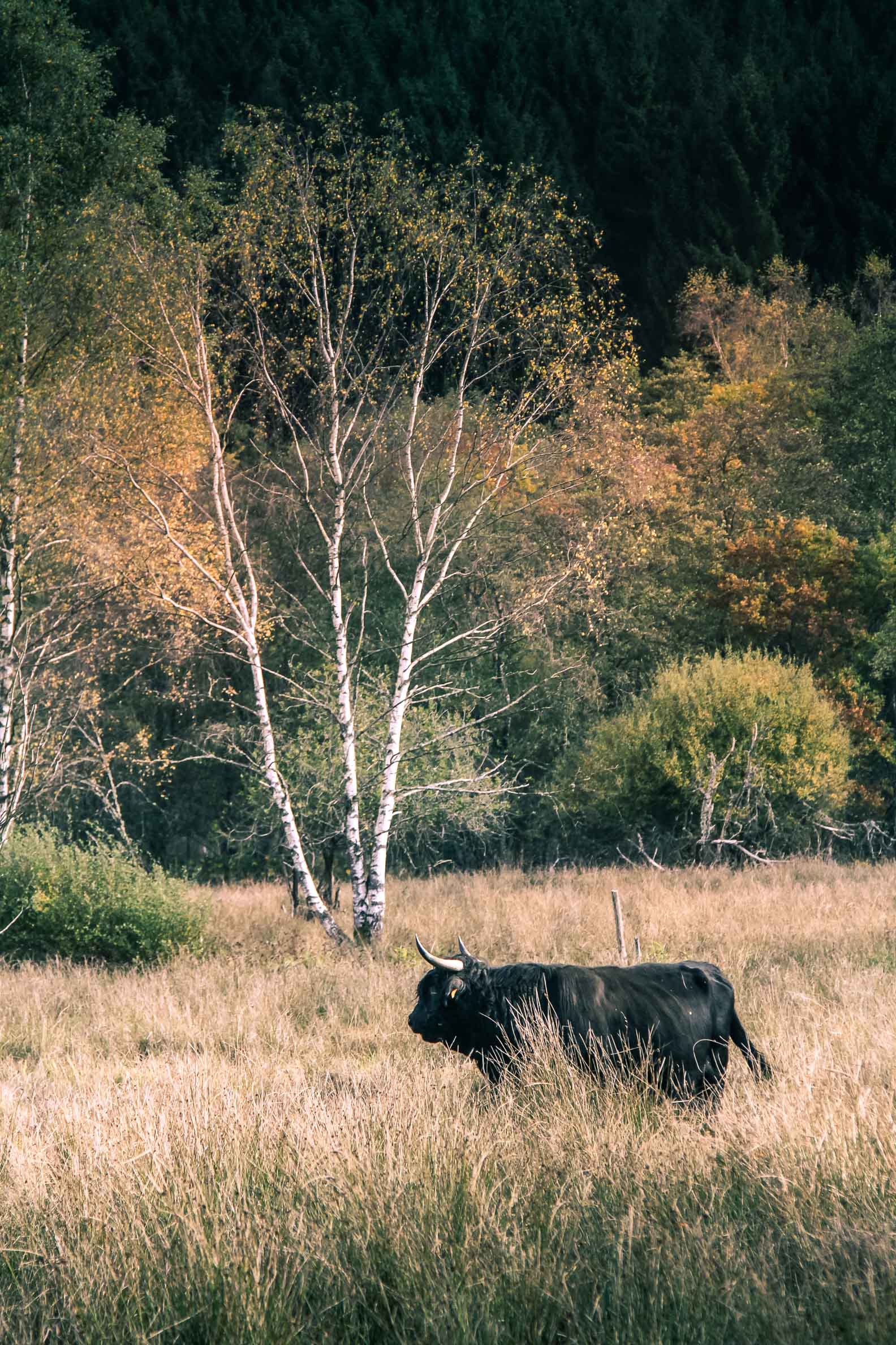Faune Morvandelle : Tourbière de Montour bovins Highland (6)