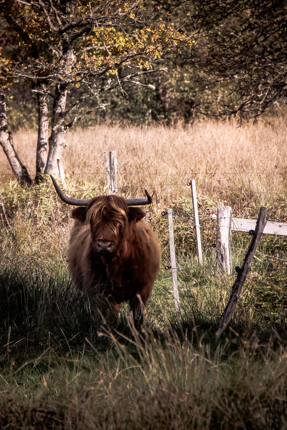 Faune Morvandelle : Tourbière de Montour bovins Highland