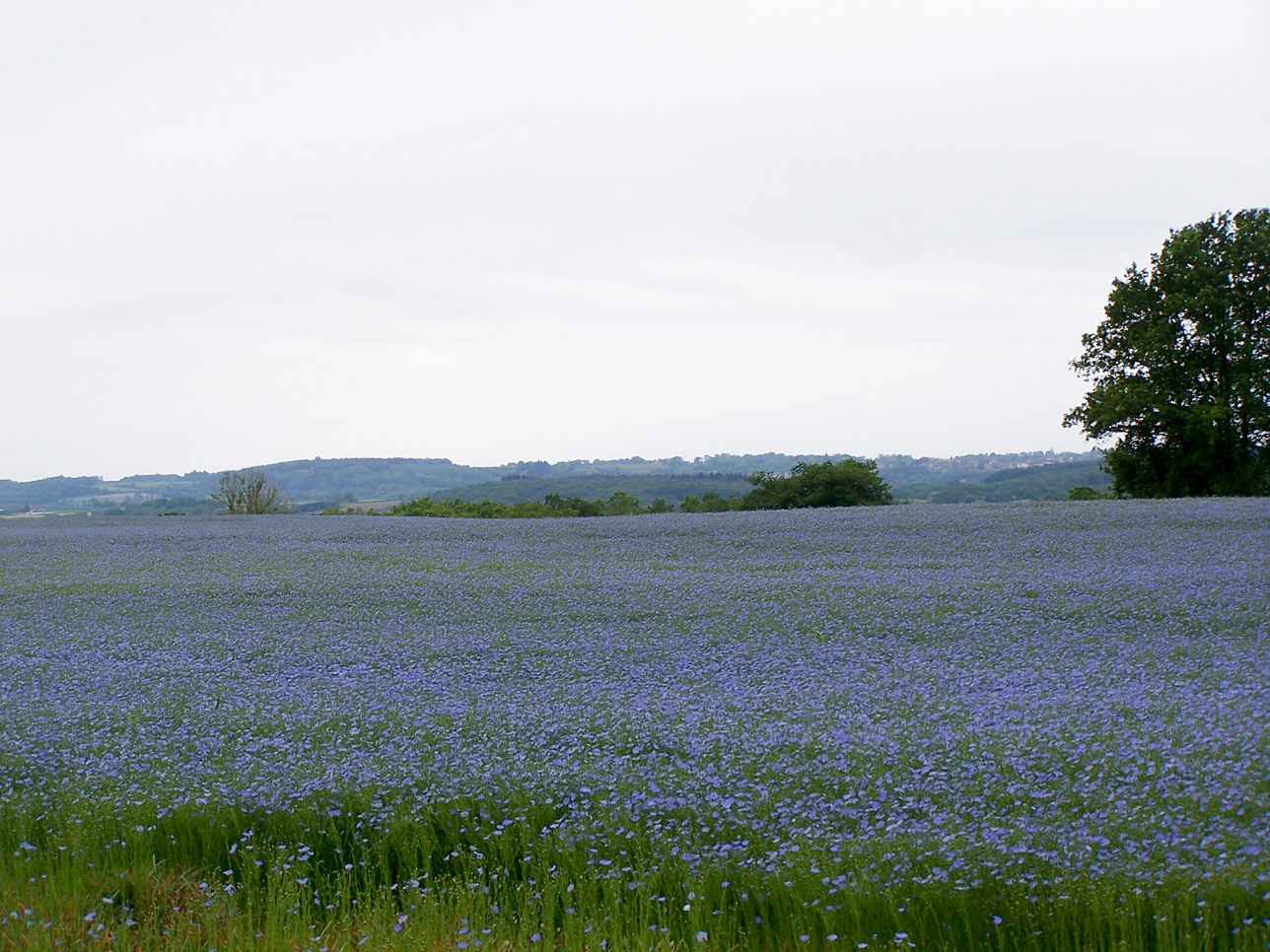 paysages remarquables de bourgogne : Champ de lin en fleur en pays Auxois (21)